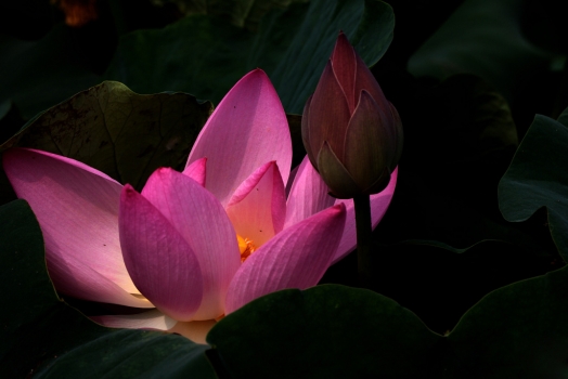 荷花的诗句：文人雅士以莲为诗句大全