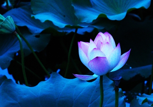 描写荷花的诗句：大全