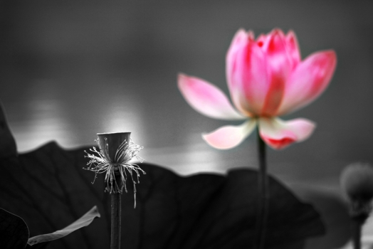 描写荷花的诗句：大全