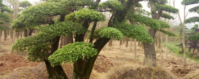 如何判定盆景榆树死了
