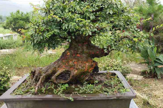 如何判定盆景榆树死了