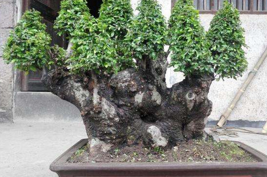 如何判定盆景榆树死了