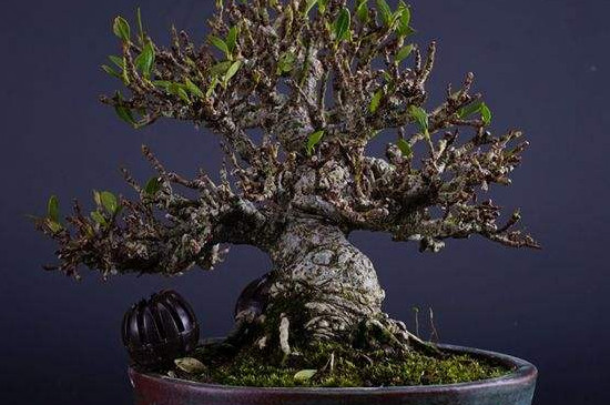 如何判定盆景榆树死了