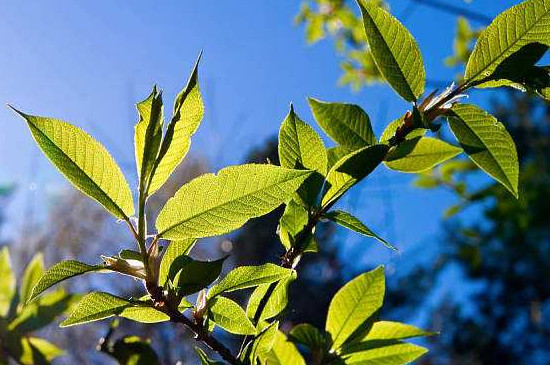 榆树嫁接时间和办法