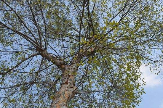 榆树嫁接时间和办法