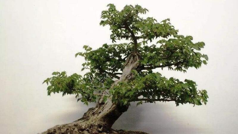 榆树的养殖办法和留意事项