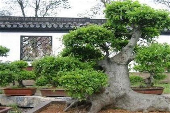 榆树的养殖办法和留意事项