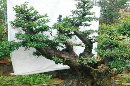 榆树的养殖办法和留意事项