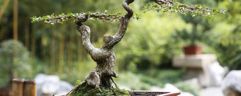 榆树的养殖办法和留意事项