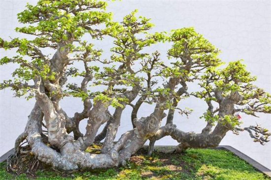 榆树的养殖办法和留意事项