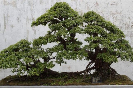 榆树的养殖办法和留意事项