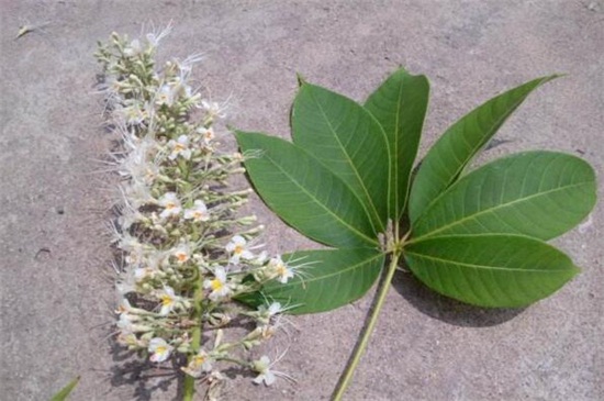 七叶树病虫害及预防和治疗办法,日灼病需防晒大量浇水养护