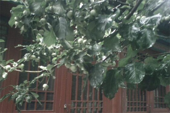 七叶树病虫害及预防和治疗办法,日灼病需防晒大量浇水养护