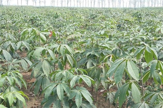 七叶树病虫害及预防和治疗办法,日灼病需防晒大量浇水养护