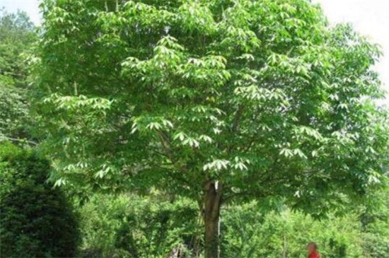 七叶树分月养护办法，在9～10月采果取种播种