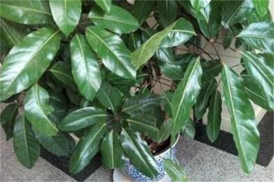 七叶树的繁殖办法，种子浸泡催芽播种繁殖