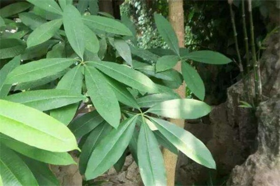 七叶树的繁殖办法，种子浸泡催芽播种繁殖