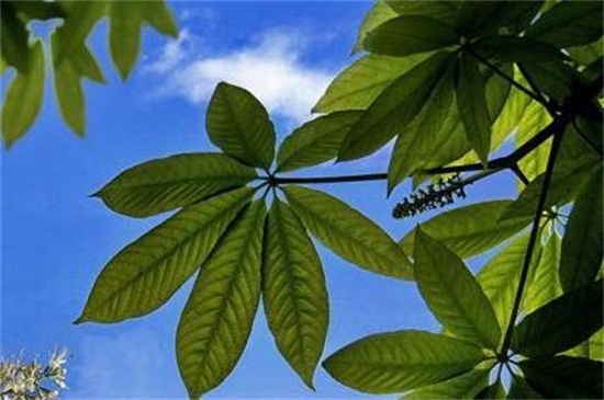 七叶树的繁殖办法，种子浸泡催芽播种繁殖