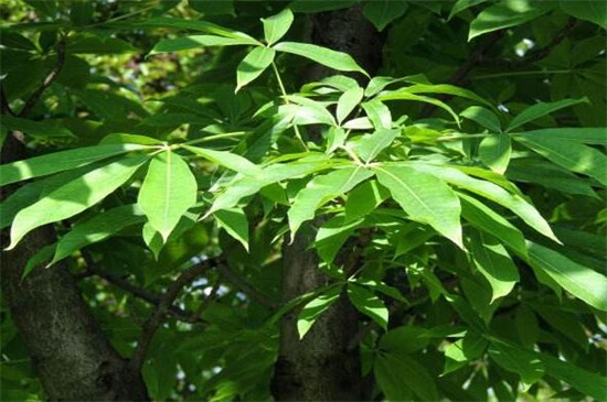 七叶树如何养