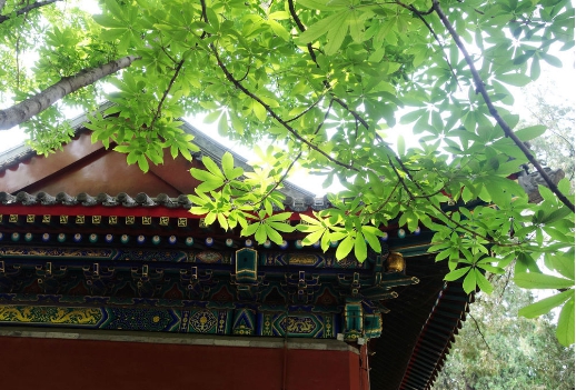 七叶树是什么:世界著名观赏树种七叶树 七叶树是什么:世界著名观赏树种七叶树