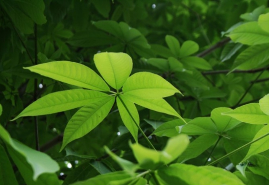 七叶树是什么 七叶树是什么:世界著名观赏树种七叶树