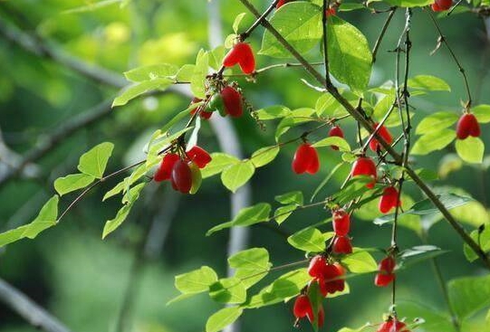 相思果是什么：民间也有称之为苦糖果，郁香忍冬的一个亚种