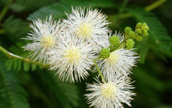 银合欢的功效与作用,能护肤杀菌提高奶牛产奶量