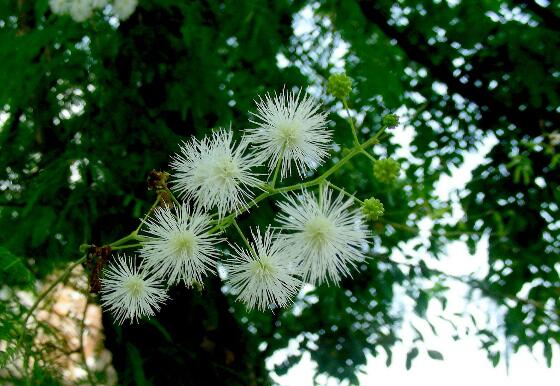 银合欢的功效与作用,能护肤杀菌提高奶牛产奶量