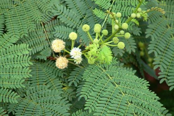 银合欢的功效与作用,能护肤杀菌提高奶牛产奶量