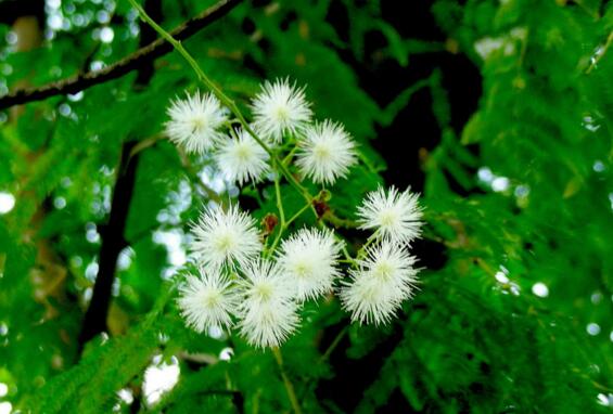 银合欢的功效与作用,能护肤杀菌提高奶牛产奶量