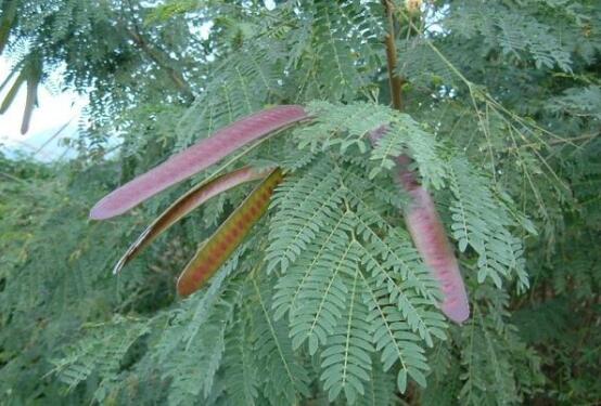 银合欢的功效与作用,能护肤杀菌提高奶牛产奶量