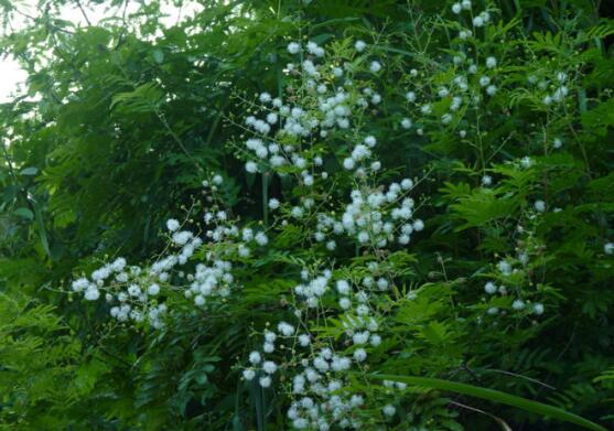 银合欢的功效与作用,能护肤杀菌提高奶牛产奶量