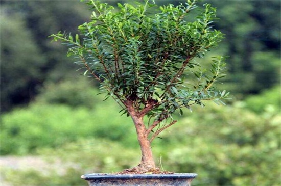 赤楠为何不能久养，可转运招财能长时间养护