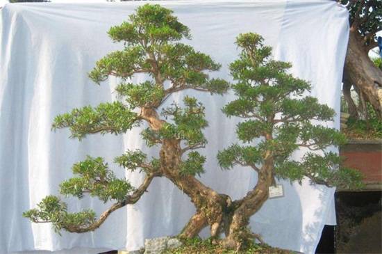 赤楠为何不能久养，可转运招财能长时间养护