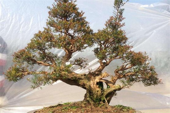 赤楠为何不能久养，可转运招财能长时间养护