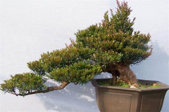 赤楠为何不能久养，可转运招财能长时间养护