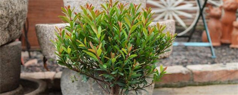 小叶赤楠如何养护