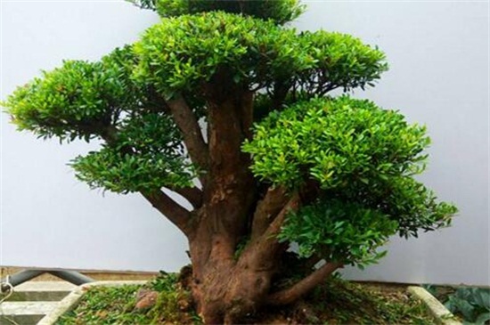 小叶赤楠如何养护