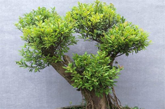 小叶赤楠如何养护