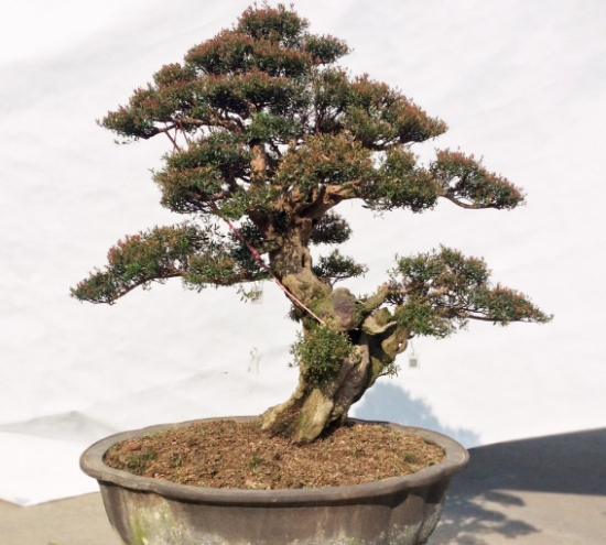 盆栽赤楠的造景与养护：赤楠造景分为：抹芽促长、修枝整形、摘心养景三步