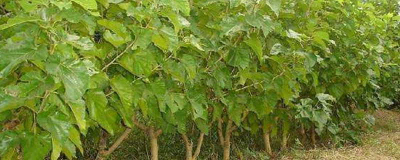 桑树病害的种类