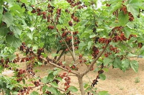 桑树的病虫害及其预防和治疗，白粉病需清洗植株并洒药