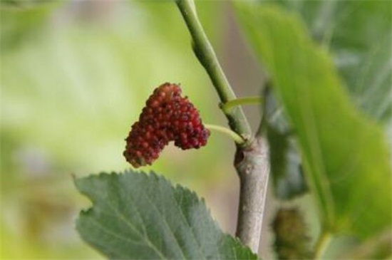 桑树的病虫害及其预防和治疗，白粉病需清洗植株并洒药