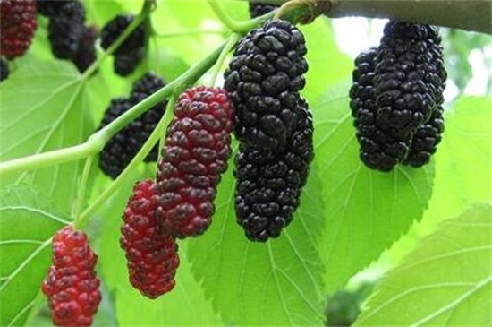 桑树的病虫害及其预防和治疗，白粉病需清洗植株并洒药