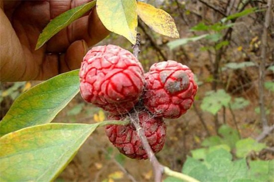 柘树和桑树的区别，4种办法区分两者