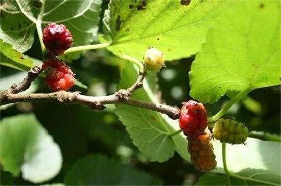 柘树和桑树的区别，4种办法区分两者