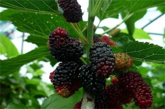 柘树和桑树的区别，4种办法区分两者