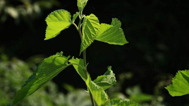 桑树种子如何种