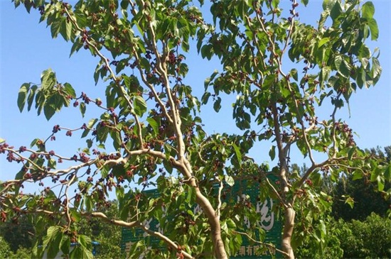 桑树种子如何种