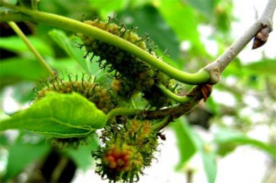 桑树种子如何种